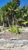 Kreuzfahrt Karibik - Besichtigung der Maya-Stadt Tulum, Mexiko &ndash; &copy; Franziska Bergmann (Eberhardt TRAVEL)