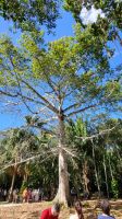 Kreuzfahrt Karibik - Heiliger Baum (Ceila, Kapokbaum) der Maya, Mexiko &ndash; &copy; Franziska Bergmann (Eberhardt TRAVEL)
