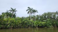 Kreuzfahrt Karibik - Bootsfahrt entlang der Mangroven auf dem Belize River &ndash; &copy; Franziska Bergmann (Eberhardt TRAVEL)