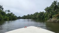 Kreuzfahrt Karibik - Bootsfahrt entlang der Mangroven auf dem Belize River &ndash; &copy; Franziska Bergmann (Eberhardt TRAVEL)