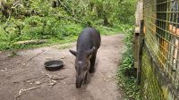 Kreuzfahrt Karibik - Tapir-Männchen im Belize Zoo, Belize &ndash; &copy; Franziska Bergmann (Eberhardt TRAVEL)