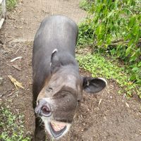 Kreuzfahrt Karibik - Tapir-Weibchen im Belize Zoo, Belize &ndash; &copy; Franziska Bergmann (Eberhardt TRAVEL)