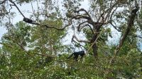 Kreuzfahrt Karibik - Brüllaffen im Belize Zoo, Belize &ndash; &copy; Franziska Bergmann (Eberhardt TRAVEL)