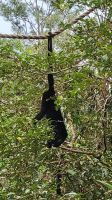 Kreuzfahrt Karibik - Brüllaffen im Belize Zoo, Belize &ndash; &copy; Franziska Bergmann (Eberhardt TRAVEL)