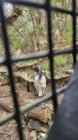 Kreuzfahrt Karibik - Jabiru-Storch im Belize Zoo, Belize &ndash; &copy; Franziska Bergmann (Eberhardt TRAVEL)