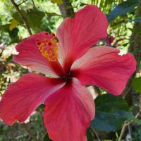 Kreuzfahrt Karibik - Hibiskus im Botanischen Garten Arboretum, Honduras &ndash; &copy; Franziska Bergmann (Eberhardt TRAVEL)