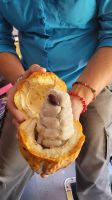 Kreuzfahrt Karibik - Reiseleiterin Ursula zeigt uns die Kakao-Frucht, Costa Rica &ndash; &copy; Franziska Bergmann (Eberhardt TRAVEL)