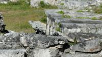 Kreuzfahrt Karibik - Leguan in der Maya-Stadt Tulum, Mexiko &ndash; &copy; Franziska Bergmann (Eberhardt TRAVEL)
