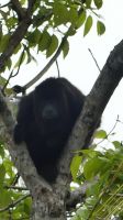 Kreuzfahrt Karibik - Brüllaffe bei der Bootsfahrt entlang der Mangroven auf dem Belize River &ndash; &copy; Franziska Bergmann (Eberhardt TRAVEL)