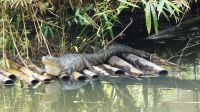 Kreuzfahrt Karibik - Alligator im Belize Zoo, Belize &ndash; &copy; Franziska Bergmann (Eberhardt TRAVEL)