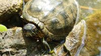 Kreuzfahrt Karibik - Schmuckschildkröte im Belize Zoo, Belize &ndash; &copy; Franziska Bergmann (Eberhardt TRAVEL)