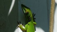Kreuzfahrt Karibik - Weißlippenanolis im Botanischen Garten Arboretum, Honduras &ndash; &copy; Franziska Bergmann (Eberhardt TRAVEL)