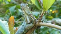 Kreuzfahrt Karibik - Grüner Leguan in den Kanälen von Tortuguero, Costa Rica &ndash; &copy; Franziska Bergmann (Eberhardt TRAVEL)