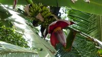 Kreuzfahrt Karibik - Bananenblüte in den Kanälen von Tortuguero, Costa Rica &ndash; &copy; Franziska Bergmann (Eberhardt TRAVEL)