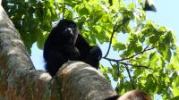 Kreuzfahrt Karibik - Brüllaffe im Cahuita-Nationalpark, Costa Rica &ndash; &copy; Franziska Bergmann (Eberhardt TRAVEL)