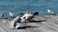 Kreuzfahrt Karibik - Braunpelikane in Cozumel, Mexiko