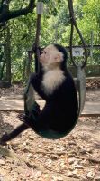 Kapuzineraffen, Mayan Eden Eco Park, Roatan, Honduras &ndash; &copy; Mareike Schmidt (Eberhardt TRAVEL)