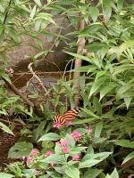 Schmetterling, Mayan Eden Eco Park, Roatan, Honduras &ndash; &copy; Mareike Schmidt (Eberhardt TRAVEL)