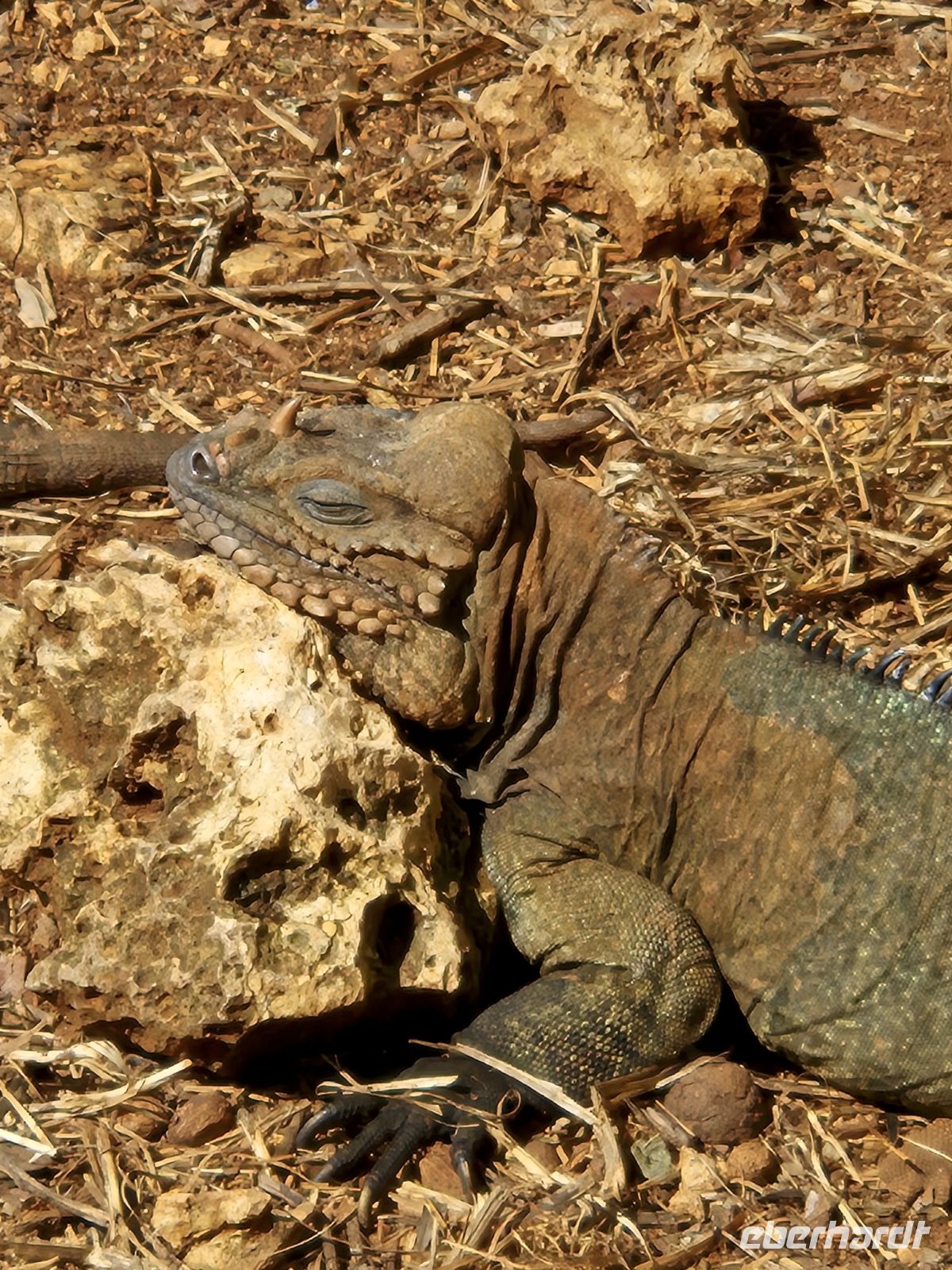 Leguan &ndash; &copy; Frank Nimschowski (Eberhardt TRAVEL)