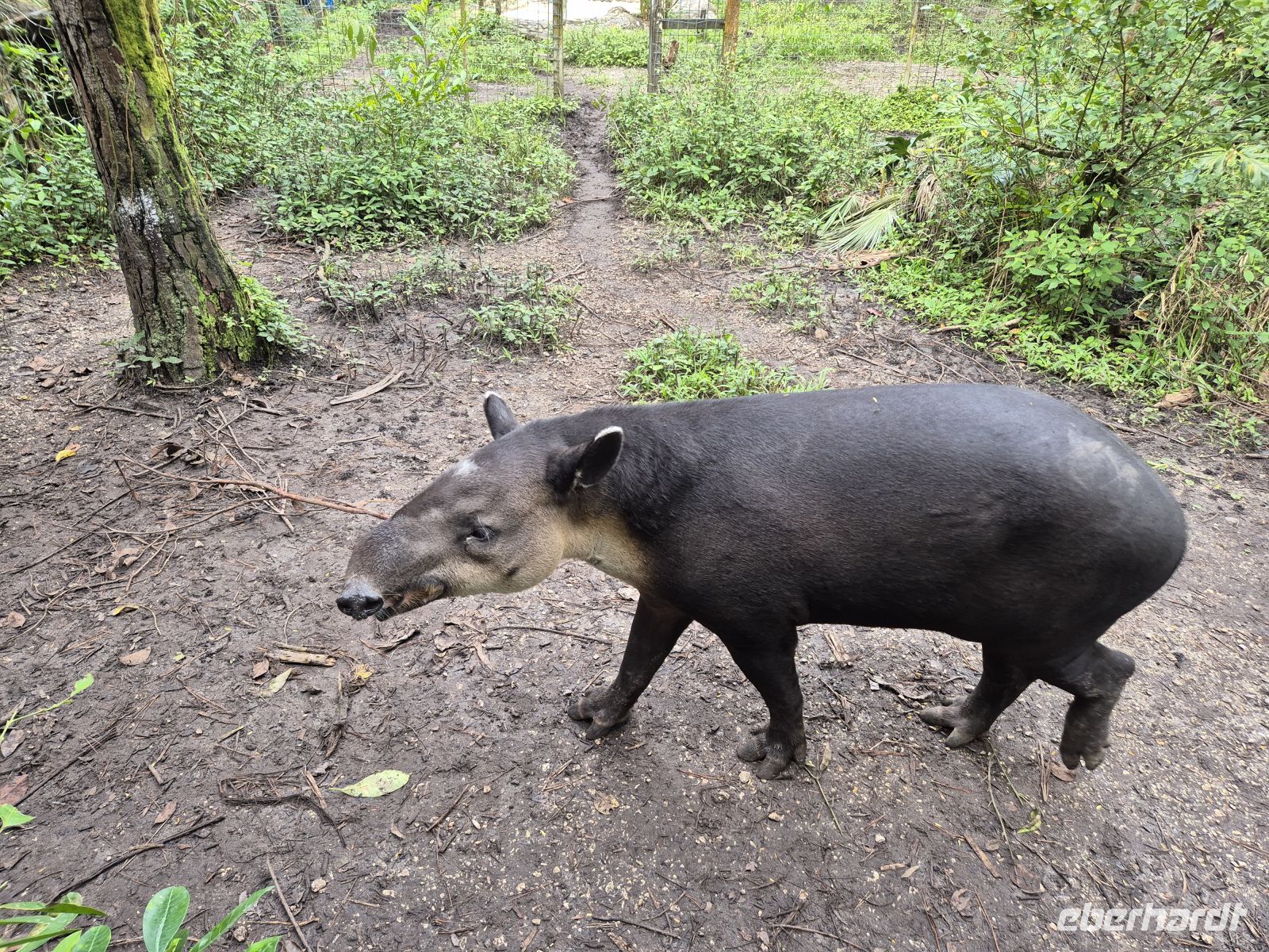 Tapir &ndash; &copy; Frank Nimschowski (Eberhardt TRAVEL)