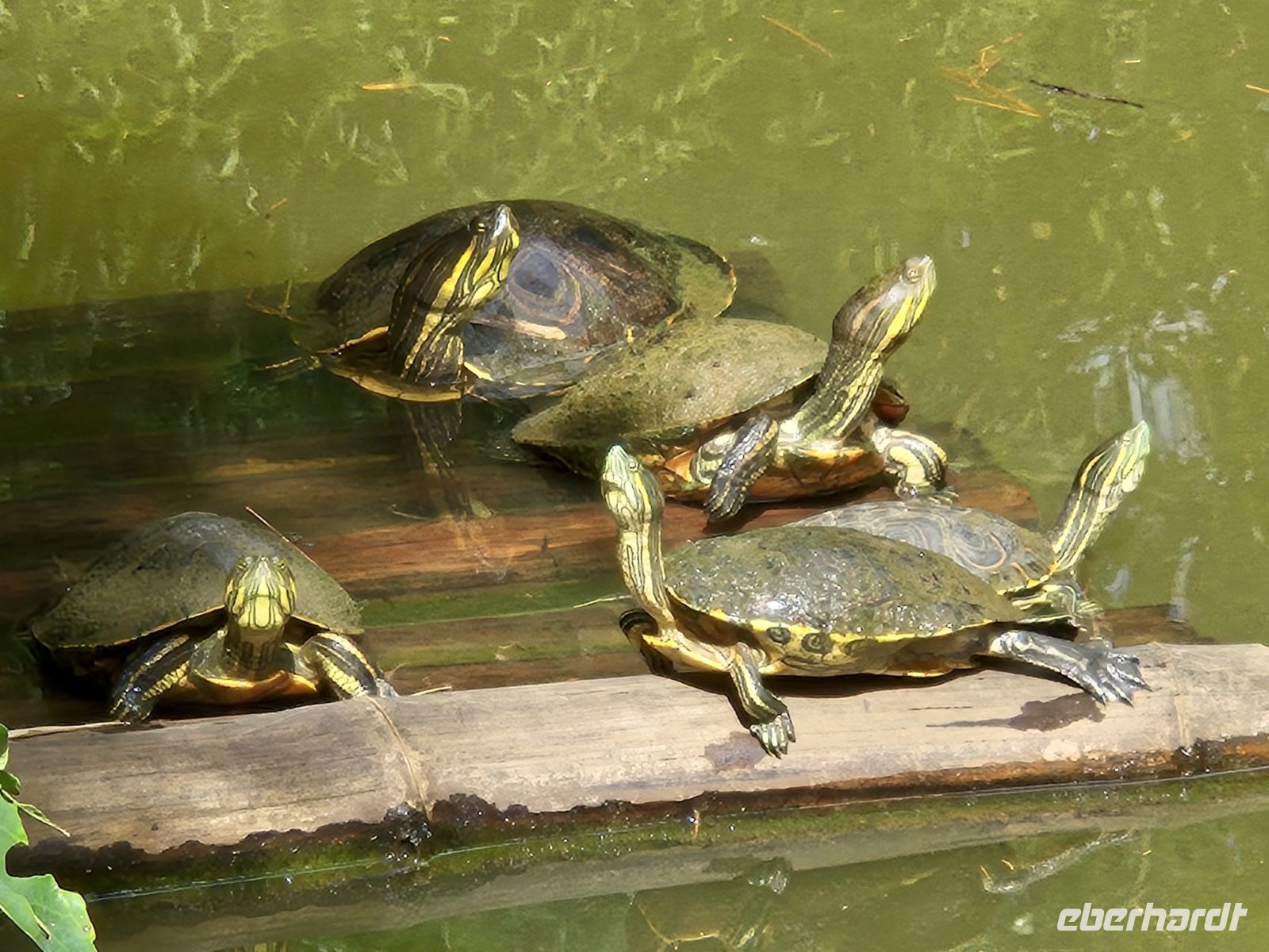 Mittelamerikanische Schmuckschildkröte &ndash; &copy; Frank Nimschowski (Eberhardt TRAVEL)