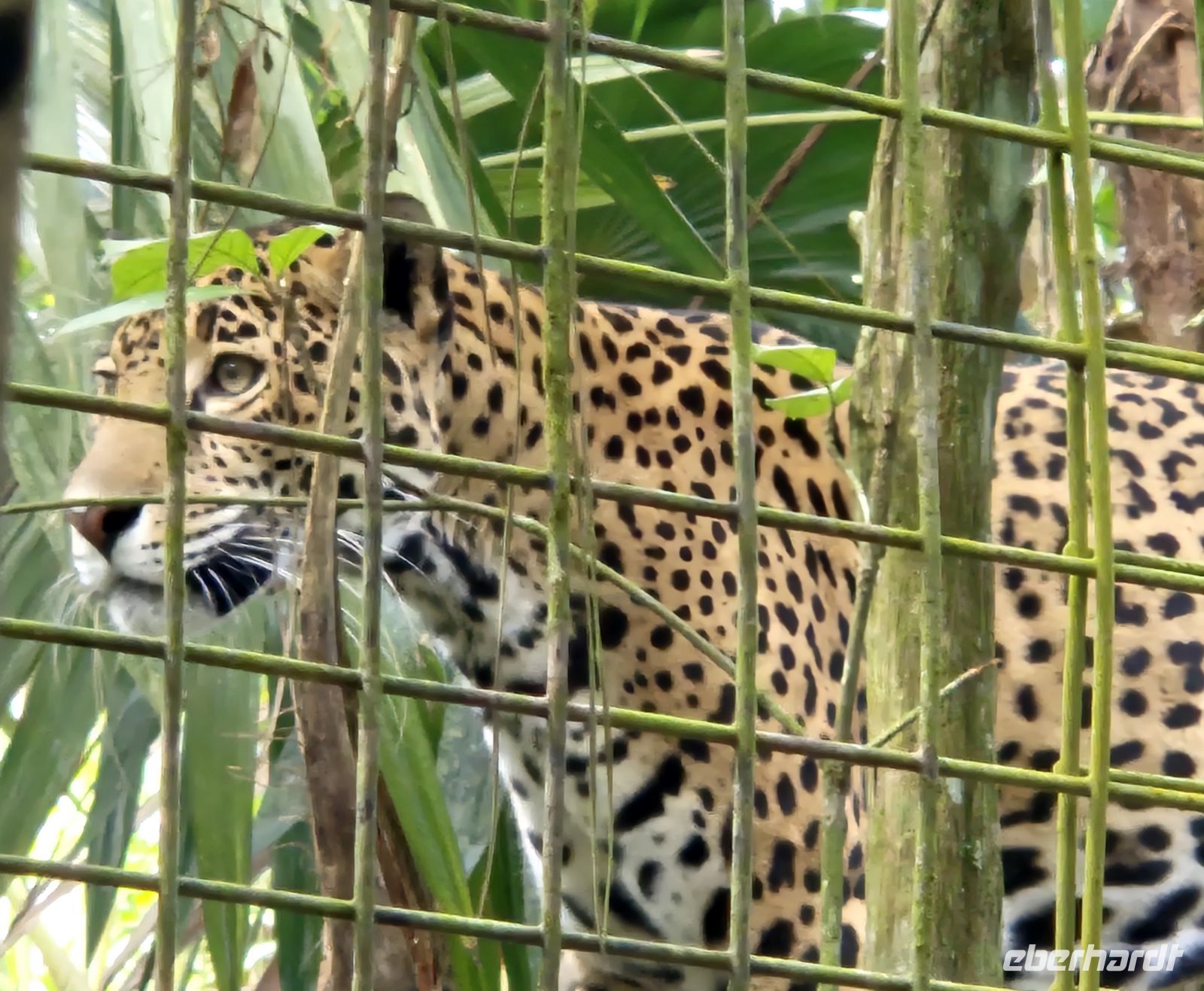 Jaguar &ndash; &copy; Frank Nimschowski (Eberhardt TRAVEL)