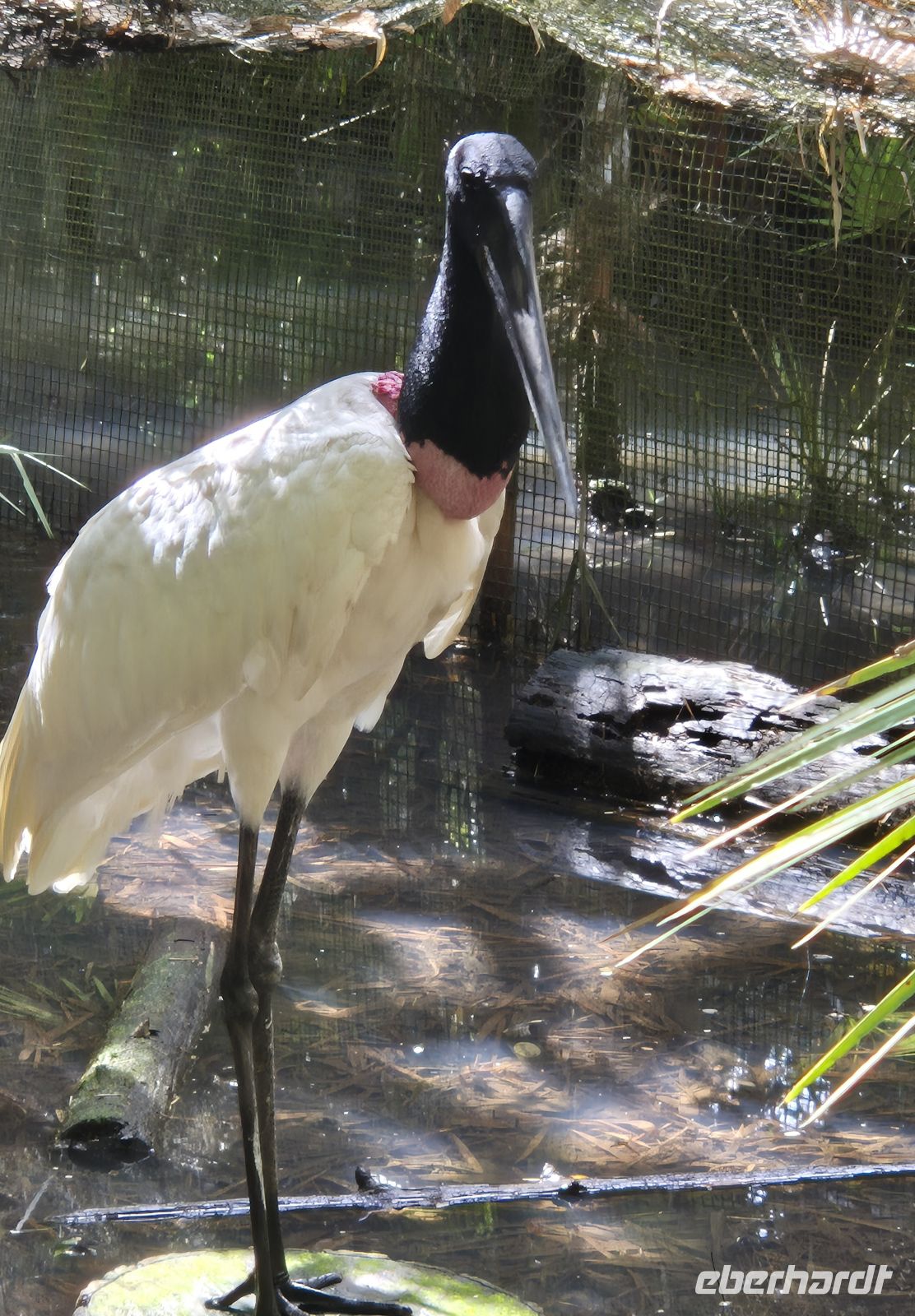 Jabiru Storch &ndash; &copy; Frank Nimschowski (Eberhardt TRAVEL)