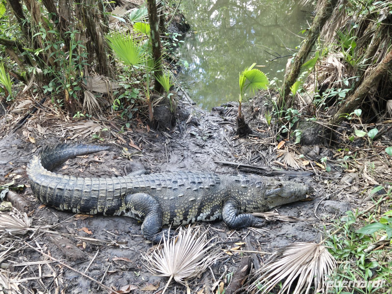im Belize Zoo &ndash; &copy; Frank Nimschowski (Eberhardt TRAVEL)