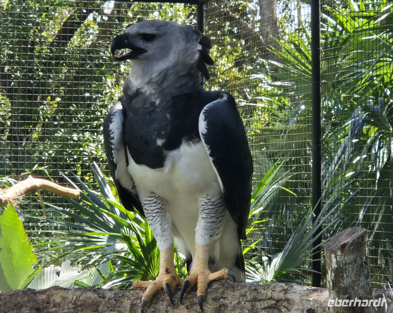 Harpyie (Harpy Eagle)  &ndash; &copy; Frank Nimschowski (Eberhardt TRAVEL)
