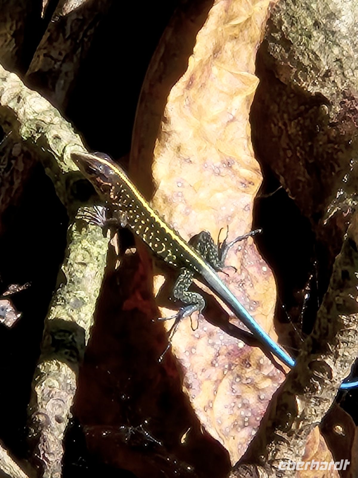im Cahuita NP &ndash; &copy; Frank Nimschowski (Eberhardt TRAVEL)