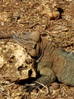 Leguan &ndash; &copy; Frank Nimschowski (Eberhardt TRAVEL)