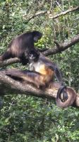 Belize Zoo, Spider Monkey (Spinnenaffe) &ndash; &copy; Frank Nimschowski (Eberhardt TRAVEL)