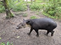 Tapir &ndash; &copy; Frank Nimschowski (Eberhardt TRAVEL)