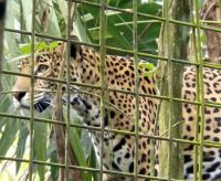 Jaguar &ndash; &copy; Frank Nimschowski (Eberhardt TRAVEL)