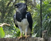 Harpyie (Harpy Eagle)  &ndash; &copy; Frank Nimschowski (Eberhardt TRAVEL)