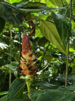 im Cahuita NP &ndash; &copy; Frank Nimschowski (Eberhardt TRAVEL)
