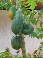 Papaya &ndash; &copy; Anne Schröder (Eberhardt TRAVEL)
