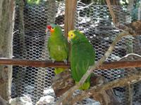 Farbenfrohe Tierwelt in Aktun Chen &ndash; &copy; Anne Schröder (Eberhardt TRAVEL)