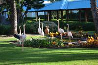 Flamingos in Hotelanlage Hilton (2)
