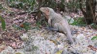 Leguan