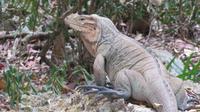 Leguan