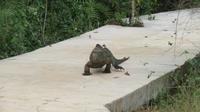 Leguan