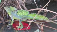 Leguan