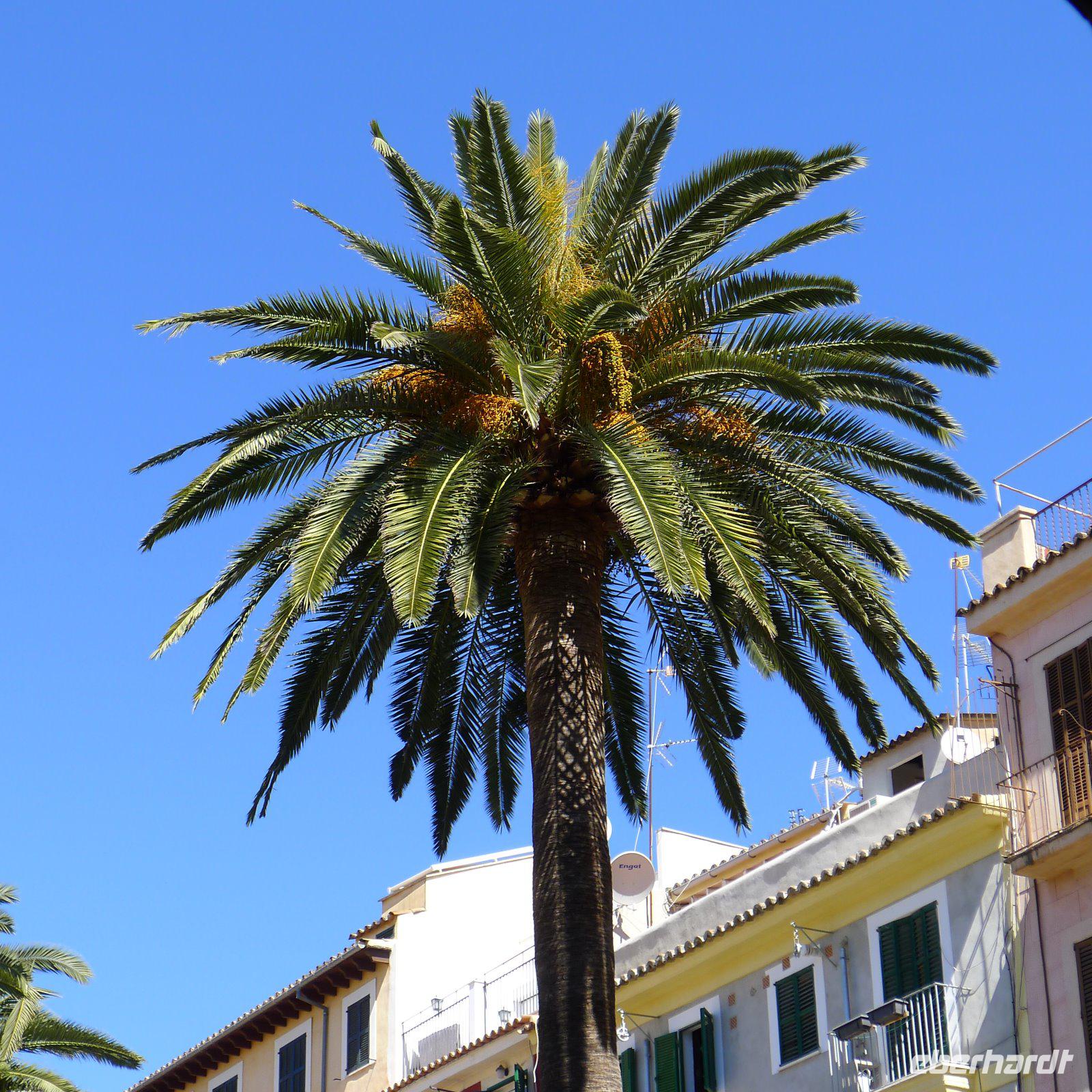 P1190586.,Mallorca (22) &ndash; &copy; Claudia Hartwich (Eberhardt TRAVEL)