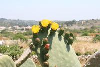 Kakteenblüte &ndash; &copy; Mareen Scholz (Eberhardt TRAVEL)