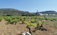 Wein auf Malta