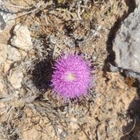 Distel/Malta &ndash; &copy; Susanne Hofen (Eberhardt TRAVEL)