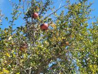 Granatapfelbaum/Gozo/Maltesisches Archipel &ndash; &copy; Susanne Hofen (Eberhardt TRAVEL)