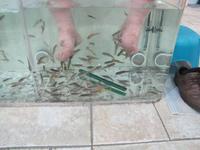 Fischmassage &ndash; &copy; Jacob Spangenberg (Eberhardt TRAVEL)