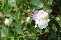 Kapernblüte &ndash; &copy; Manuela Kreuz (Eberhardt TRAVEL)